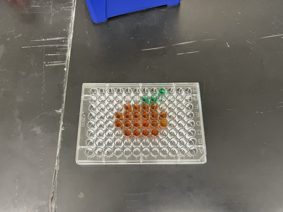 A 96 well plate (8x12 grid) with orange and green liquid used to make a low-fi pumpkin