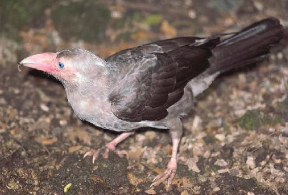 Corvus tristis (known as grey crow) standing on an earthy ground and turning its head to the side.