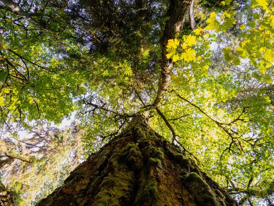 Looking up at a towering tree covered in moss, surrounded by vibrant green leaves under a clear sky. Sunlight filters through the foliage, creating a serene, natural canopy. The scene captures the lush, tranquil beauty of the forest in Kirkland, United States.