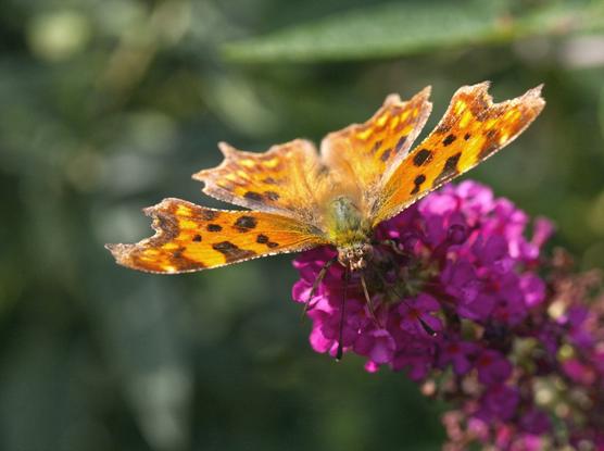 Comma butterfly opening its orange wings on a violet flower