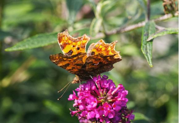 Comma butterfly opening its orange wings on a violet flower