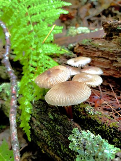A cluster of mushrooms with brown, umbrella-shaped caps growing on a decaying log, accompanied by vibrant green ferns and moss.