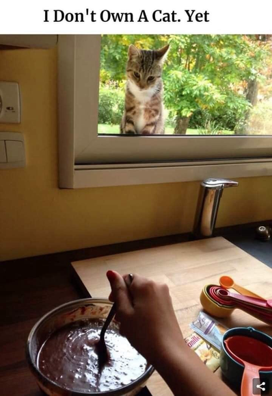 A smallish gray tiger cat peers in from outside a kitchen window, looking at a person eating inside. Captioned: I don’t own a cat. Yet.