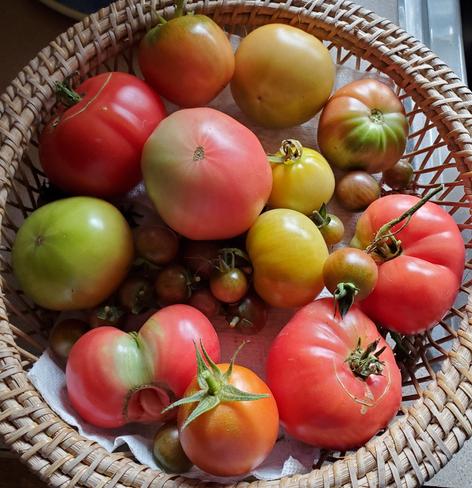 A weaved basket filled with freshly harvested cherry tomatoes & mixed heirloom tomatoes.