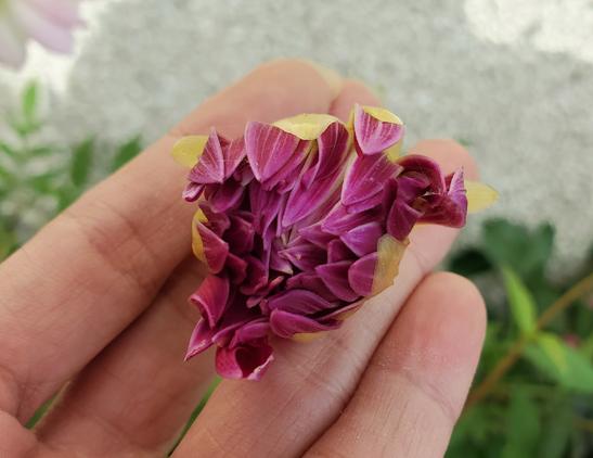 Burgundy dahlia flower bud