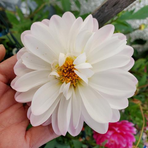 White dahlia