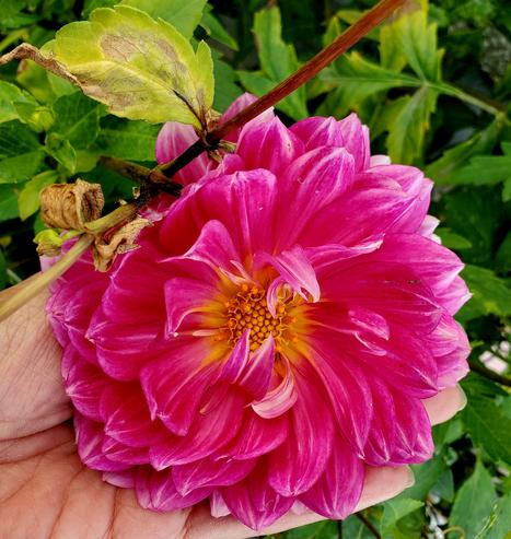 Fuchsia pink dahlia