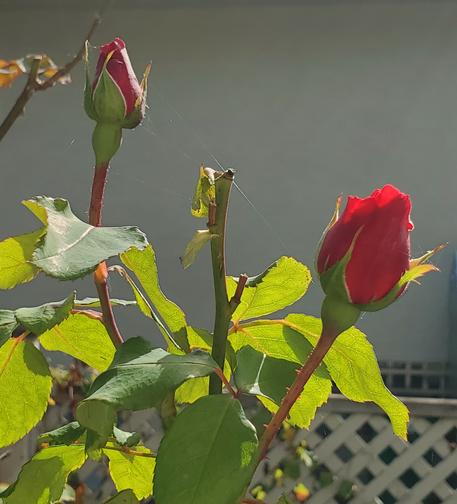 2 new red rose buds