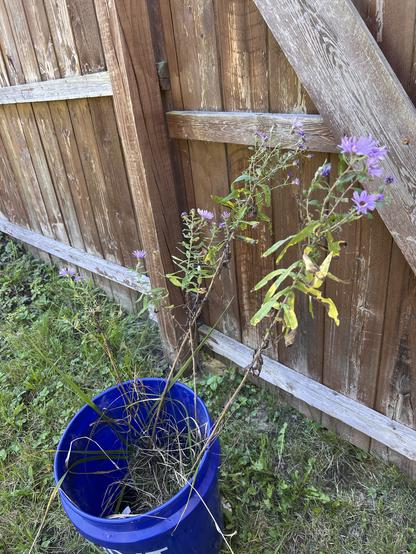 Photo of several tall stems with delicate purple flowers at the top. The plants have clearly been dug up from somewhere and are currently in a blue Lowes bucket.