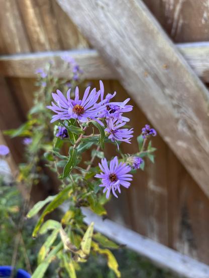 Closeups of the flowers showing long pale purple petals around an orange center.