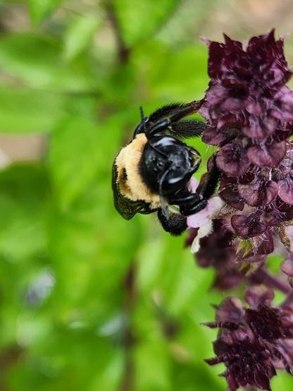 closeup on the face of a bumblebee that is clinging to some purple basil blossoms.