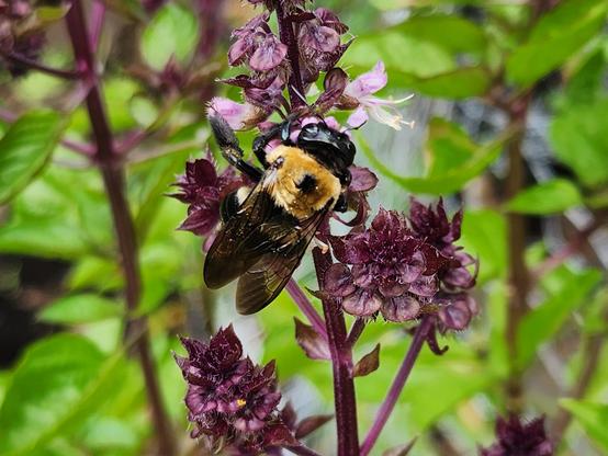 view of the back/wings of aforementioned bumblebee