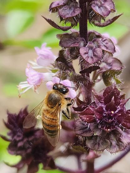 honeybee on same basil