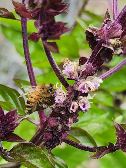 honeybee on same basil