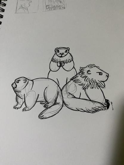 Black and white picture of three marmots, one facing left, one at the viewer and one facing right