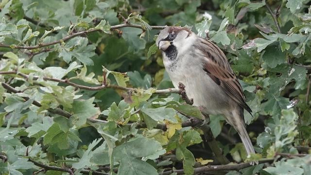 A sparrow perched in a tree, front turned towards us, head slightly tilted. Fluffy grey tummy, wings various browns, black flash under its beak.