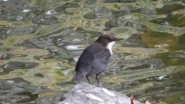 A dipper perched, back to us, head turned right, on a rock before a river full of dramatically swirling colours, greens, greys, whites.
