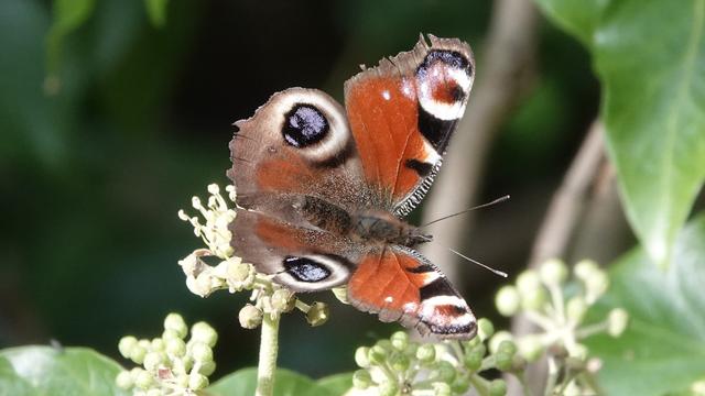A peacock butterfly perched on ivy. It has a very plump, fluffy, brown body, and bright red wings, with dramatic blue and white eye designs.