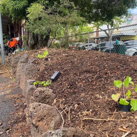 Freshly weeded and mulched garden beds, with seedlings ready to plant out