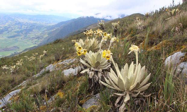 herbaceous plants flowering in mountains