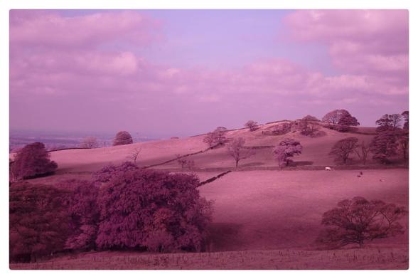 A view over a hillside shot in infrared where the grass and trees are pink but the sky is still bright blue