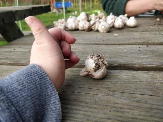 Knoflook en een kinderhand.