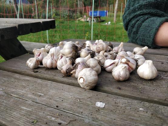 Knoflook bollen.
