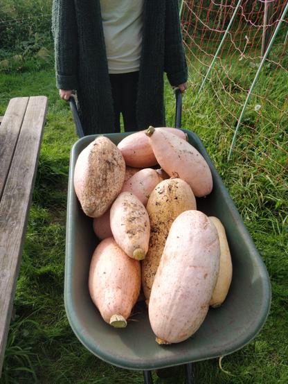 Kruiwagen vol pompoenen. De pink banana squash.