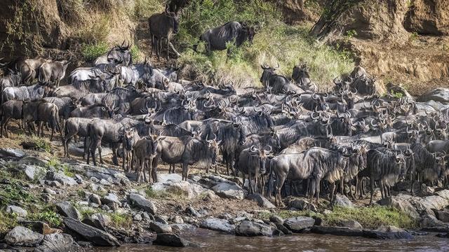 A herd of wildebeest waiting on the river's edge during the Great Migration in Kenya.