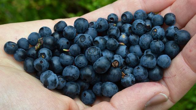 A photo of a hand full of bilberries.