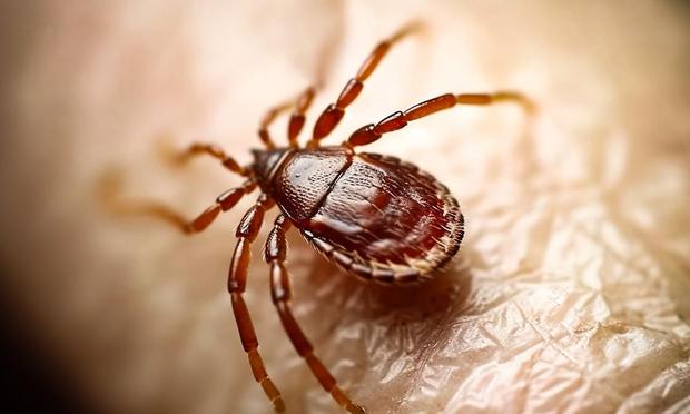 Una garrapata. (Getty Images/Science Photo Libra)