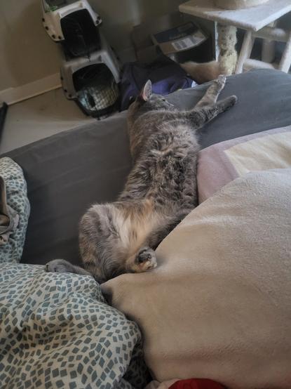 A dilute tortie cat laying on her back in my bed. Her back half is aligned with her spine, while her front half is twisted over sideways with her paws reaching for the corner of the bed.