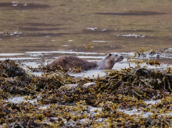 An image of an otter on the shoreline. Wester Ross, Scotland