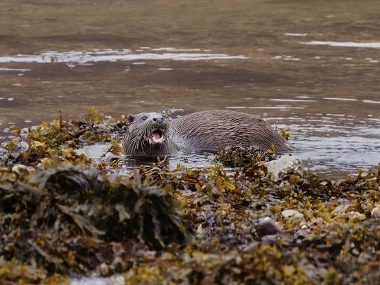 An image of an otter on the shoreline. Wester Ross, Scotland