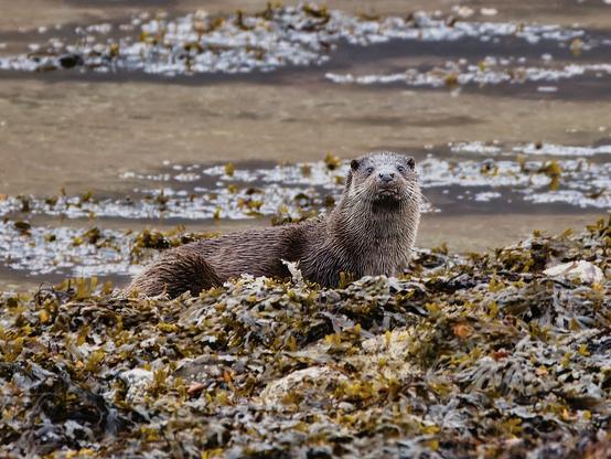 An image of an otter on the shoreline. Wester Ross, Scotland