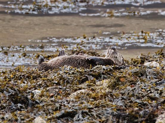 An image of an otter asleep on the shoreline. Wester Ross, Scotland