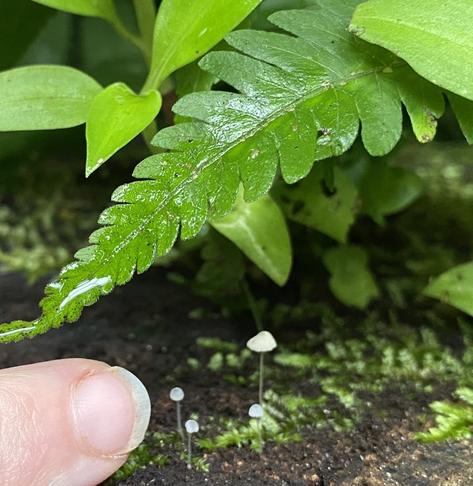 A closeup of my finder pointing at tiny white mushrooms, which are smaller than my fingernail.