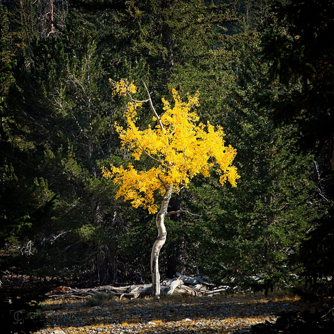 One bright yellow tree stands in front of a wall of dark green leaves