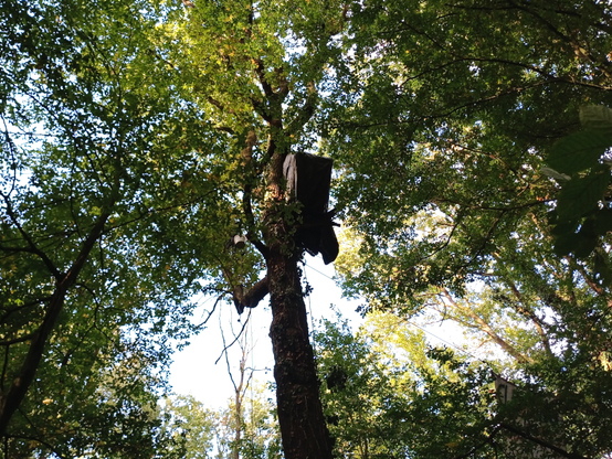 Baumbesetzung im Manheimer Erbwald (bei Kerpen/ NRW)