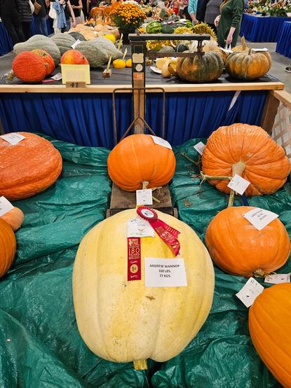 A 160 LBS (77 KGS), pumpkin at the Markham Fair, and winner.
