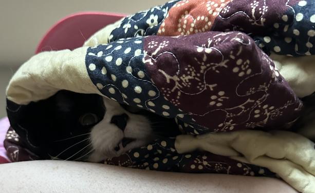A tuxedo cat loosely wrapped in a quilt and being held by a woman wearing a pink hat. Only the face of the cat, the quilt and part of the hat are visible.