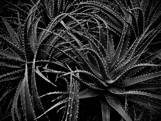 A black and white photo I took of a couple of spindly spiky looking cacti in a winter garden/ indoor botanical garden