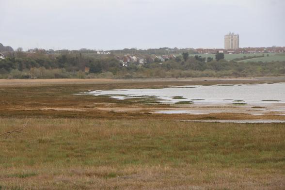 salt marsh (Photo by Matt)