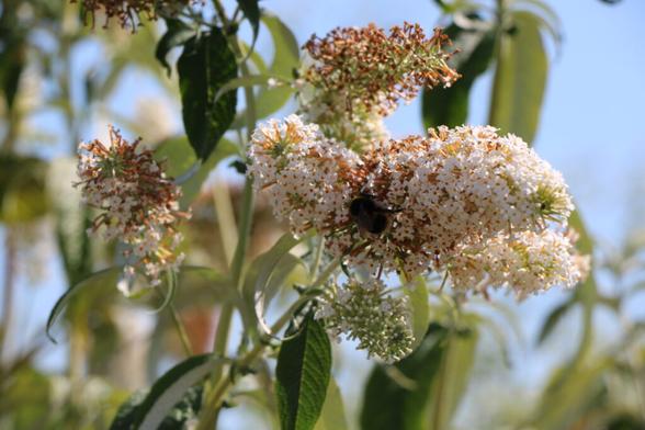 Bumble bee on white buddleia (photo by Matt)