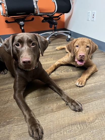 Two Labrador Retrievers laying on a wooden floor, looking directly at the camera. On the left is a chocolate Lab with a curious expression, and on the right is a fox red Lab with a playful expression and his tongue slightly out.