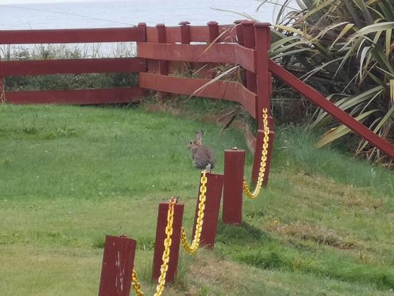 Ein Hase auf kurz gemähtem Gras am Strand von Thorntonloch