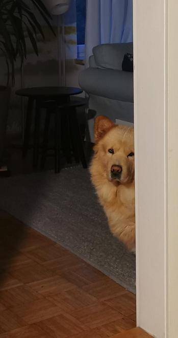 Rechts ein weißer Türrahmen, links davon ist ein dreiviertel Hundekopf eines sandfarbenen Chowchowmischlings zu sehen, gerade so beide Augen, aber nur ein Ohr, der in Richtung Kamera schaut. Der Blick wirkt mißbilligend. Im Hintergrund ein graues Sofa, ein schwarzer Beistelltisch, eine Pflanze.