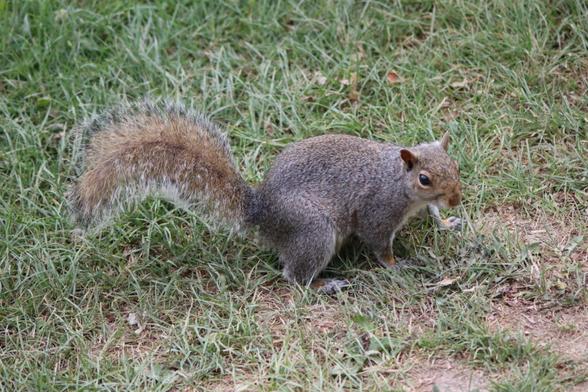 Squirrel, Margate Cemetery Photo by Matt
