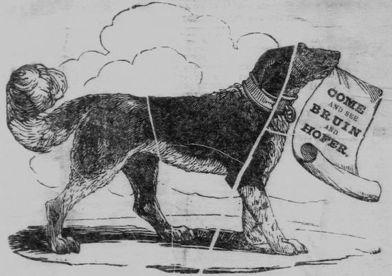 An engraving from an 1844 playbill showing a dark dog with a fluffy tail and pale underbelly and legs holding a scroll of paper that says 'come and see Bruin and Hofer'