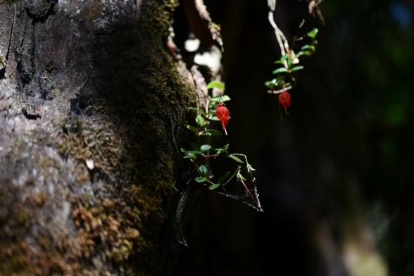 Le rouge des fleurs, sarmienta scandens, tranche avec le tronc sur lequel elles s'appuient.